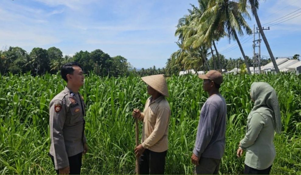 Sukseskan Ketahanan Pangan Nasional, Polresta Banyuwangi Dampingi Proses Panen Jagung Milik Warga Sumberrejo